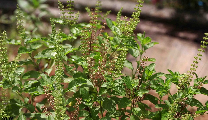 Ocimum tenuiflorum